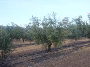 La nueva PAC no contempla la realidad de la agricultura en Granada