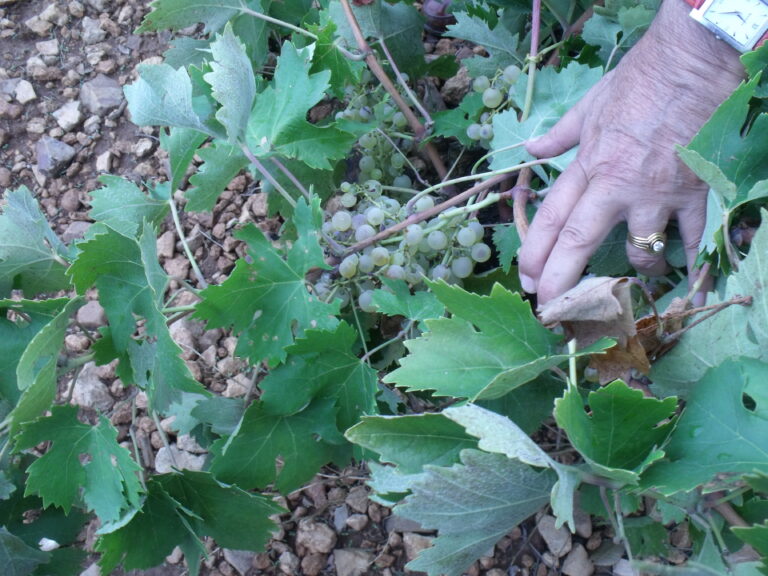 Los viticultores que no que no hayan podido ejecutar sus autorizaciones de plantación por motivos de la sequía no serán sancionados