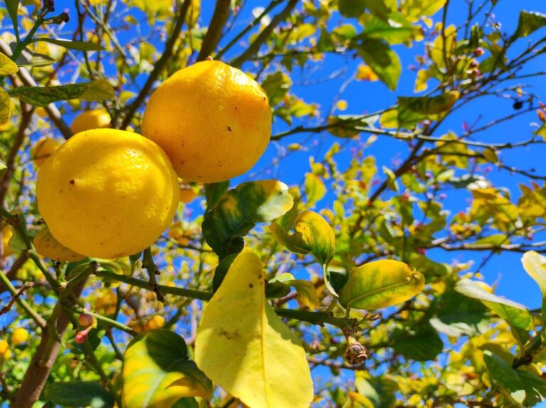 Asaja Alicante denuncia que la especulación y las cadenas de distribución están arruinando a los agricultores