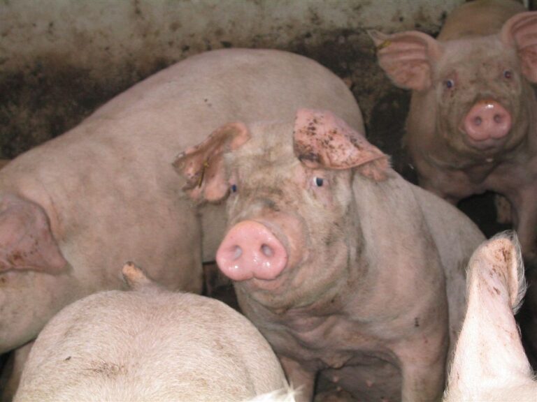 Asaja León: El sector porcino de la provincia de León crecerá a ritmos del 10 por ciento en los próximos años