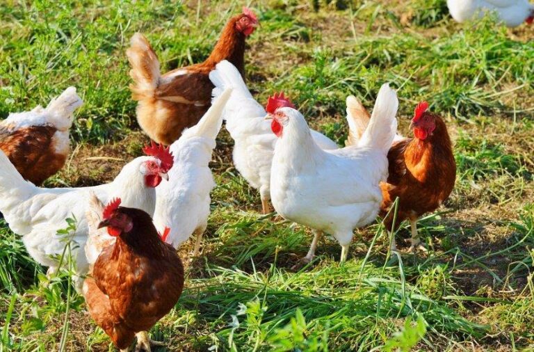 Los granjeros de pollo se unen en su grito de auxilio: “Estamos pagando la factura de la inflación”