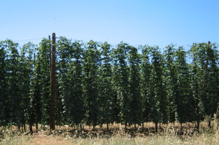 Las organizaciones agrarias de León firman un documento pidiendo soluciones a los problemas del cultivo del lúpulo