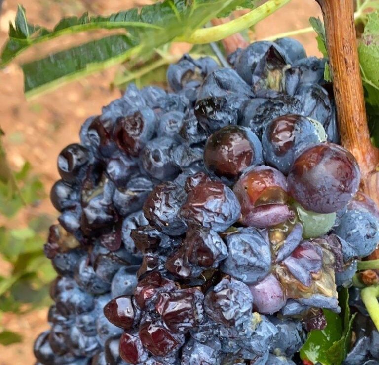 AVA-ASAJA constata los principales daños en Fuenterrobles, Villargordo y Utiel, sobre todo viñas, y en el cultivo del arroz por el exceso de humedad