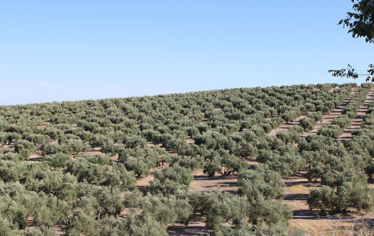 Aceite de oliva. La falta de lluvias provocará una  importante reducción de la cosecha para la próxima campaña