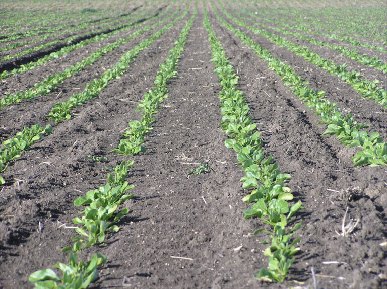 ASAJA-Cádiz y Grupo Remolachero consensúan con la Industria nuevas medidas de incentivación de siembra