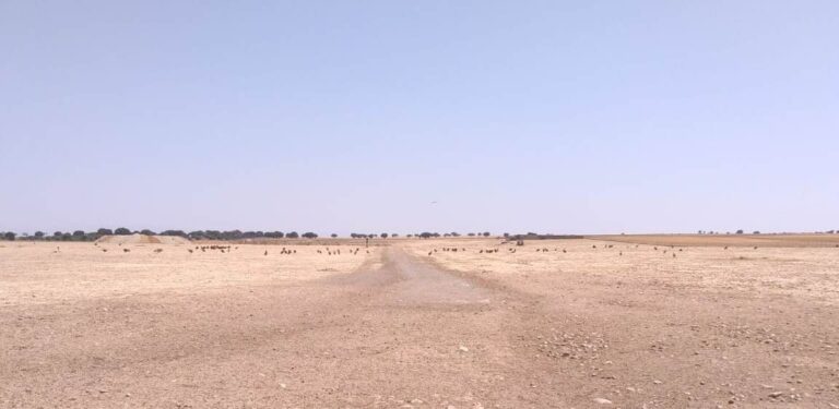 Los buitres interrumpen el parto de una vaca y la matan junto a su ternero en Barruecopardo