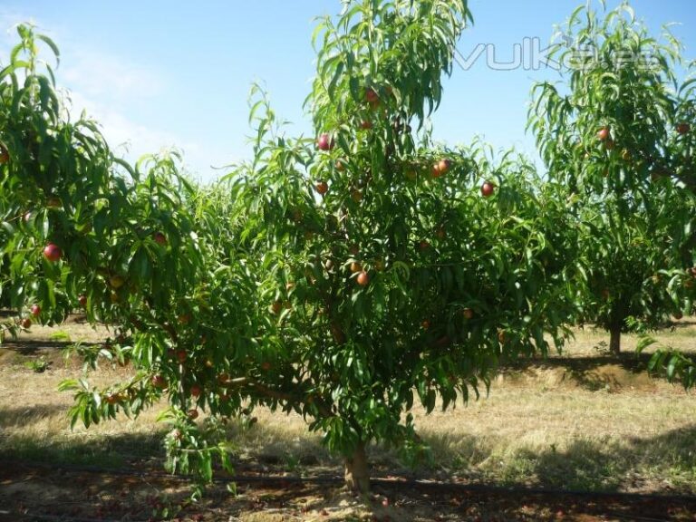 Ampliado hasta el 25 de enero el plazo para contratar las opciones con helada del seguro de frutales en las zonas tempranas