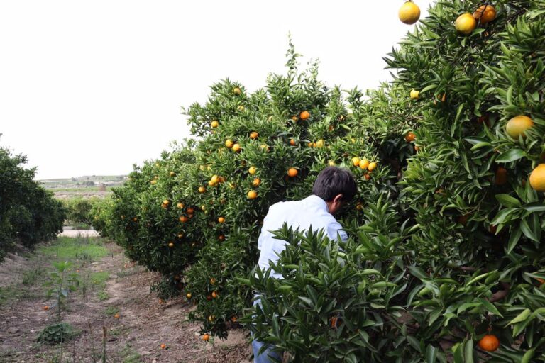 Asaja Alicante afirma que el incremento de costes del 55% frena la rentabilidad en el primer tramo de la campaña del limón