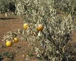 Los regantes valencianos afrontan un sobrecoste  de 40 millones a causa de la peor sequía de los últimos 150 años