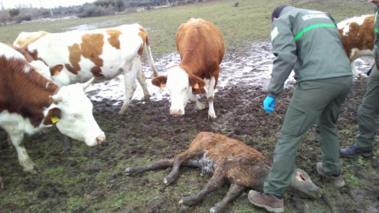 ASAJA Salamanca alerta sobre un aumento de ataques de lobo en Tierra de Alba