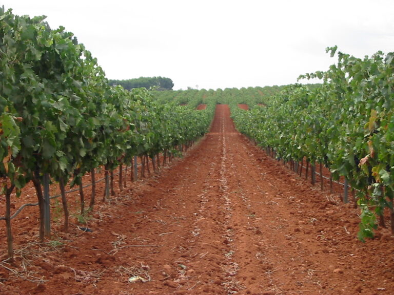 El 25 de marzo finaliza el plazo para asegurar la uva de vino frente al riesgo de helada