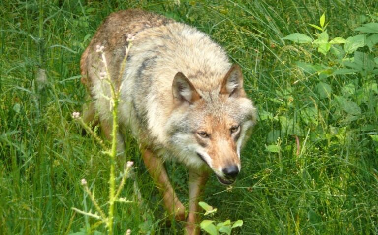 La caravana del lobo convocada por Asaja-Asturias y Coag-Asturias recorrerá las calles de Oviedo el viernes 23 de abril bajo el lema “Menos lobos-Mas ganaderos”