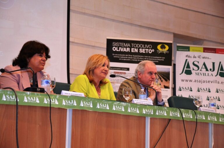 El incremento de los costes, la reducción de las ayudas de la PAC y la sequía amenazan la supervivencia de las explotaciones de olivar que están obligadas a reinventarse