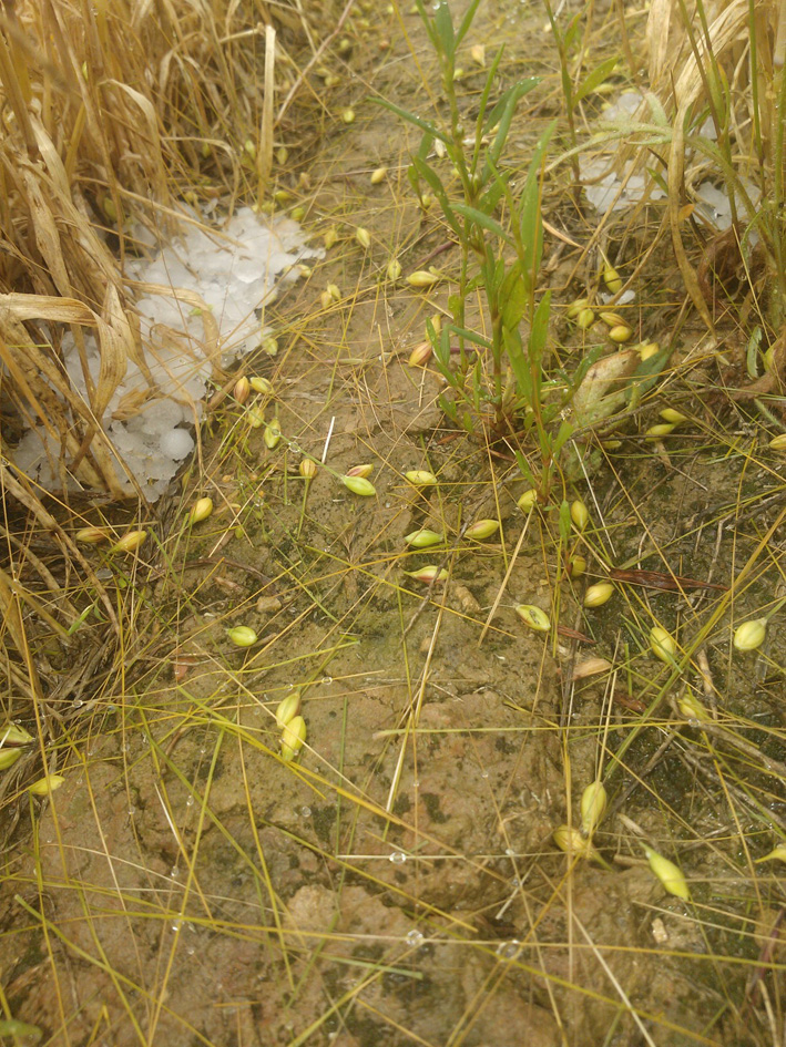 ASAJA Aragón alerta de los daños producidos por el granizo en la Sierra de Alcubierre