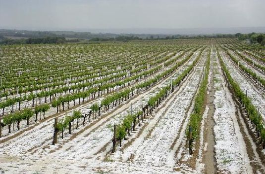 La tormenta de granizo produce daños catastróficos en las explotaciones agrarias de la región