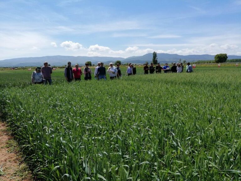 Las nuevas variedades de cereal permitirán mejorar la rentabilidad de los agricultores riojanos