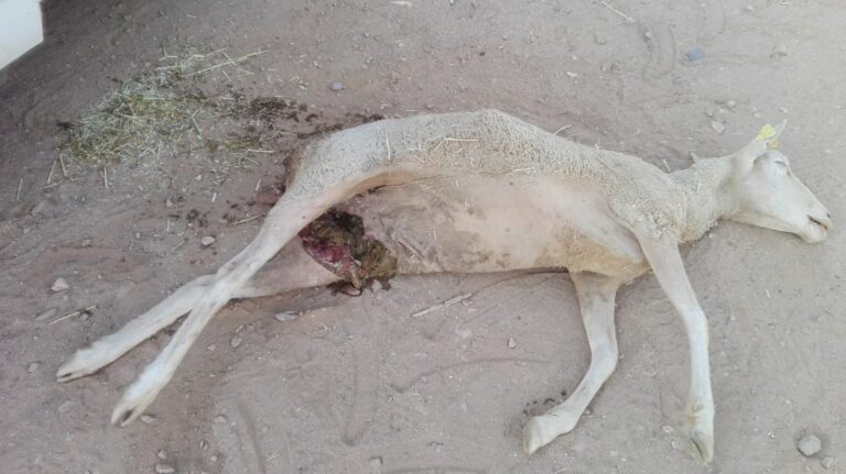 ASAJA Salamanca alerta de un nuevo ataque de buitres en Cespedosa de Tormes