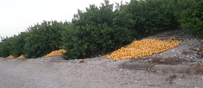 Asaja Alicante considera catastrófica la campaña del limón alicantino y estima unas pérdidas de 110 millones de euros