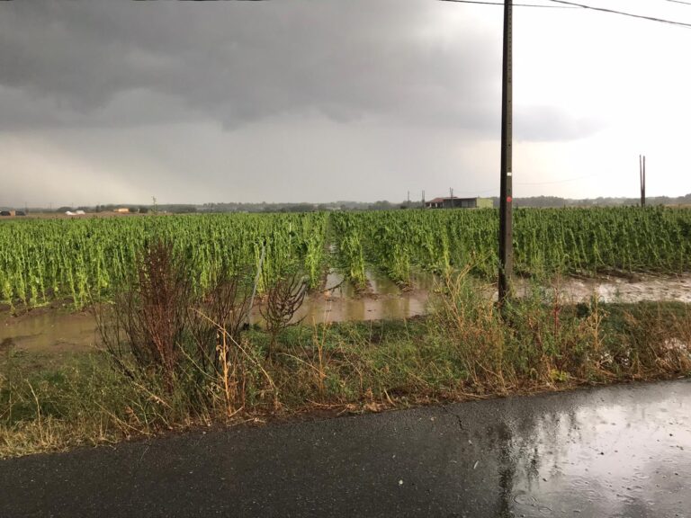Asaja Extremadura pide a Cetarsa que no especule con los precios de adquisición del tabaco tras el desastre provocado por las tormentas de granizo