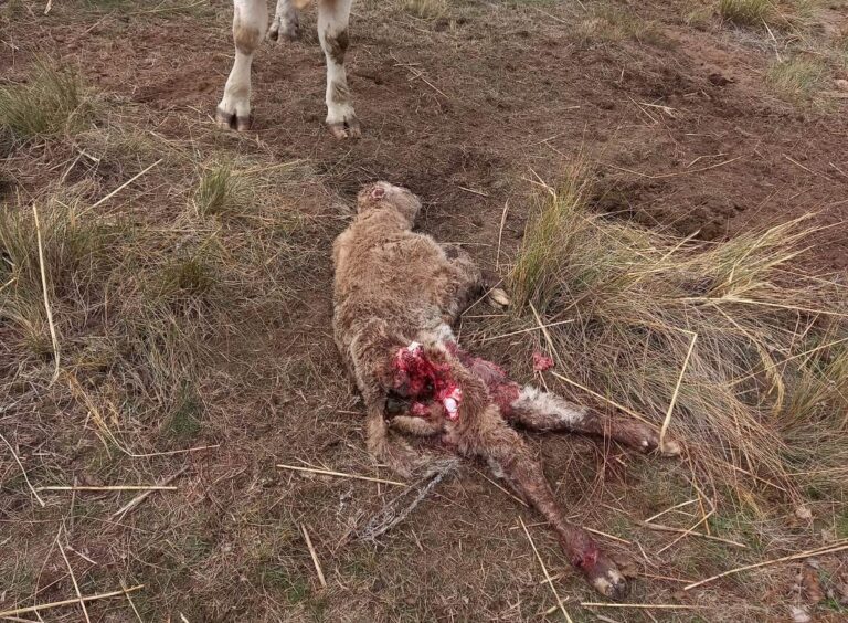 Valoraciones lobo. Asaja Castilla y León critica la prepotencia de la Ministra Ribera y pide su dimisión por atentar contra lo que presume de defender, la población rural
