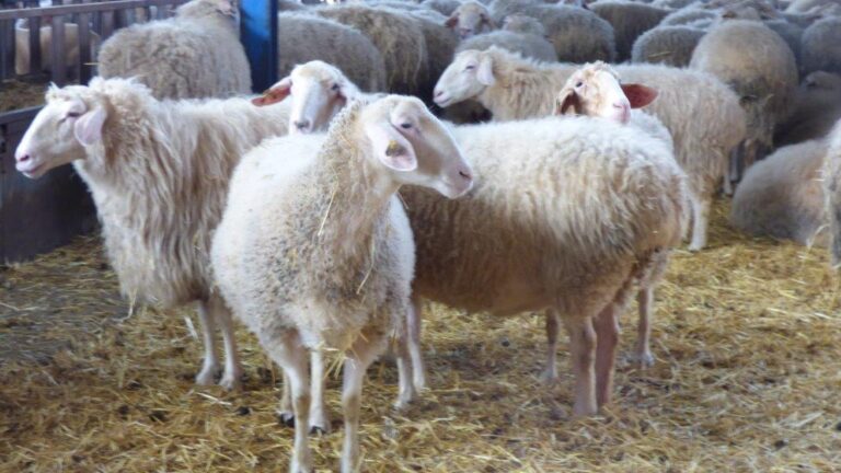 La demanda comienza a superar la oferta en leche de ovino, y el sector espera subidas de precio en Castilla y León