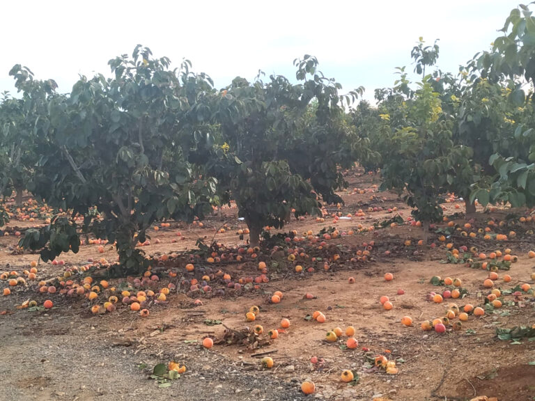 AVA-ASAJA denuncia el desperdicio alimentario que en algunas parcelas de caqui llega al 80% a causa de las restricciones europeas en la lucha contra plagas