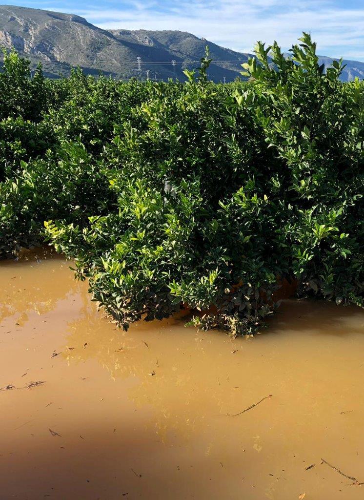 AVA-VALENCIA Las lluvias causan pérdidas en la agricultura valenciana de al menos 70 millones de euros