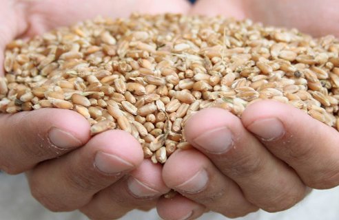 Asaja CLM demanda las mismas condiciones de producción para el cereal importado