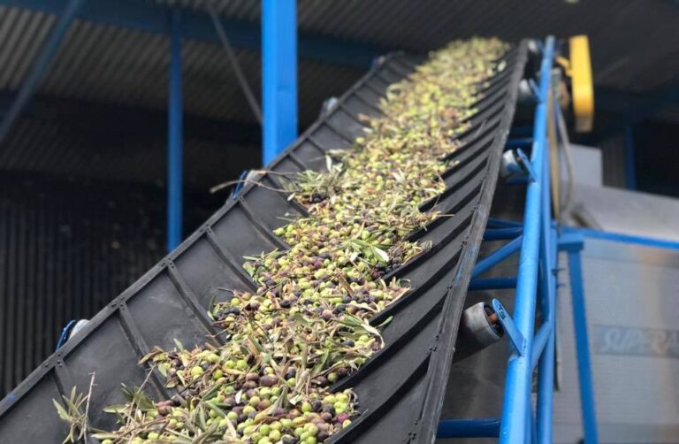 Comienza la campaña de aceite de oliva con previsión de la mitad de la producción