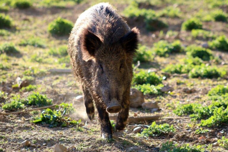 Las poblaciones de jabalíes podrían estar aproximándose a su máximo en las provincias de Huesca y Girona