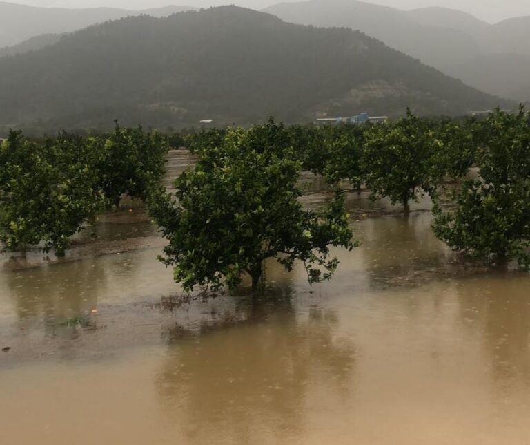 Las inundaciones y el granizo recrudecen los daños de la borrasca Gloria a la agricultura valenciana