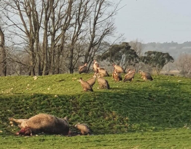 Los buitres acaban con dos becerros y una vaca en Alba de Yeltes