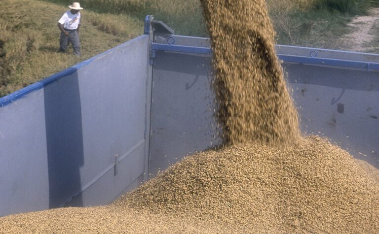 FEGA. Publicado el listado de beneficiarios de la ayuda extraordinaria concedida a agricultores de tierras de cultivo de secano, y tomate de industria