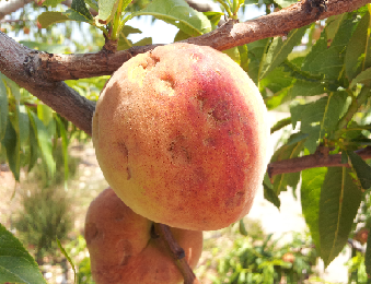 UNA FUERTE GRANIZADA CAUSA DAÑOS A LOS FRUTALES DE FRAGA
