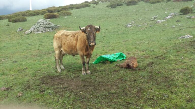 ASAJA de Ávila denuncia la muerte de dos animales por ataques de lobos en Las Navas del Marqués y Riofrío