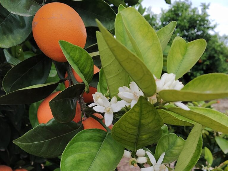 Los operadores comerciales mantienen sus precios de naranja pero se los bajan a los agricultores hasta un 40% desde enero
