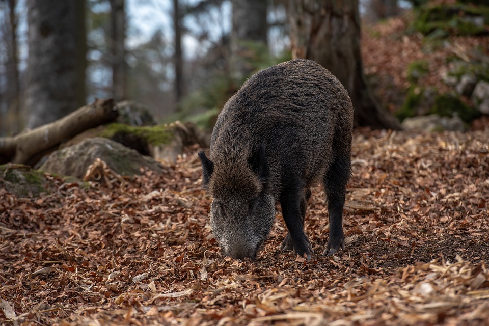 Asaja pide calma tras la detección de PPA en Cataluña y reclama un plan nacional para controlar la fauna salvaje