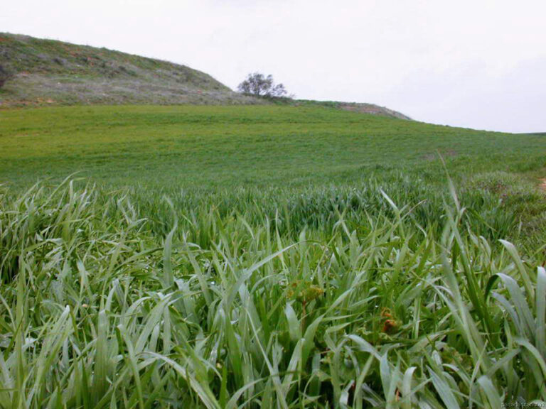 España mantiene el liderazgo en agricultura ecológica que sigue en aumento