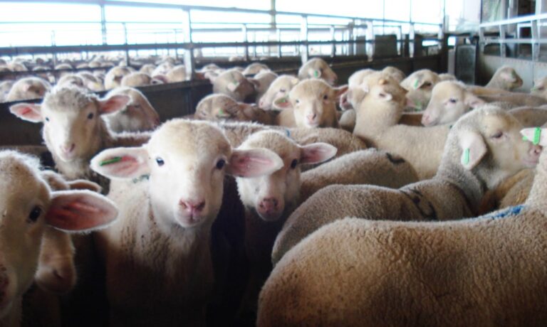 Los agricultores y ganaderos de Sevilla donan 12.000 kilos de patatas y 1.000 kilos de carne de cordero al banco de alimentos de Sevilla