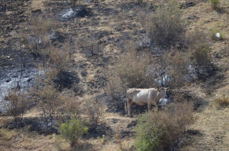Asaja Guadalajara APAG visita a los ganaderos de Valdepeñas para trasladarles su apoyo y valorar los daños del incendio