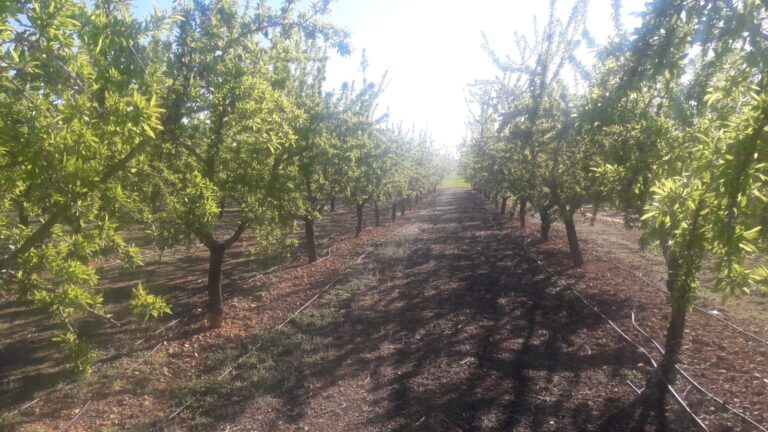 Nuevo listado de beneficiarios de las ayudas a frutales y frutos de cáscara para mitigar el impacto de la sequía y las consecuencias de la guerra de Ucrania