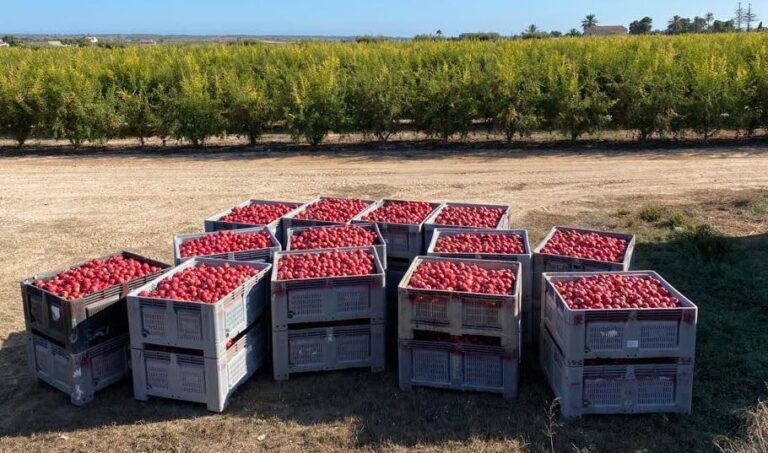 Asaja Alicante y Cambayas solicitan a Agricultura que contemple en la PAC ayuda dirigida a los productores de granado, higuera y palmera datilera para compensar la pérdida de rentabilidad