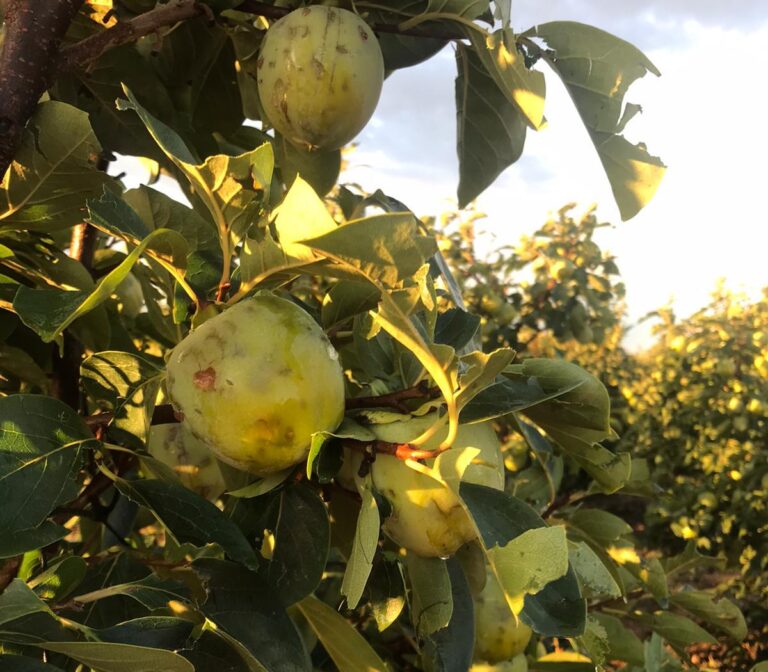 Asaja Valencia AVA cifra en 8 millones las pérdidas agrarias en los primeros coletazos del temporal