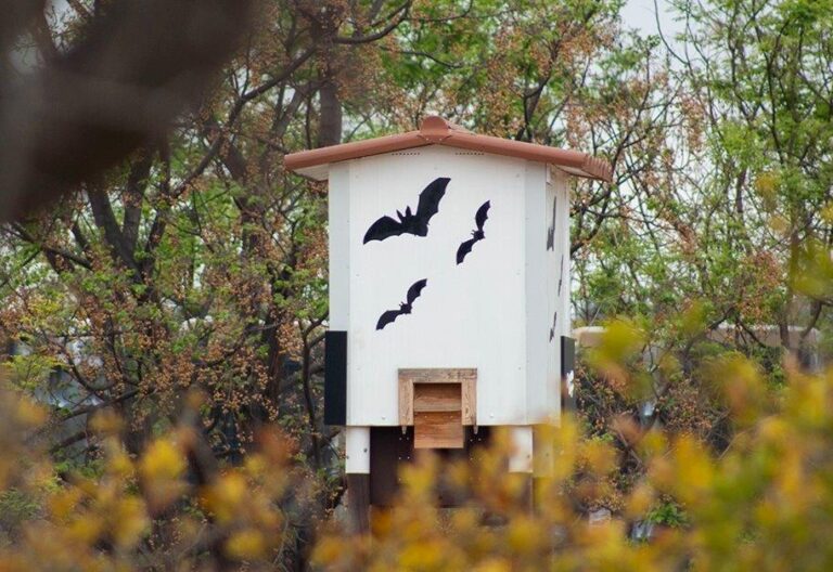 Valencia. Bodegas Enguera aumenta las ‘noches de murciélagos’ para mostrar sus beneficios en el cultivo de la vid