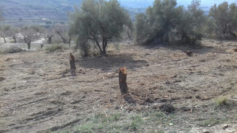 El protocolo de erradicación no será efectivo en el escenario actual que padece Alicante.