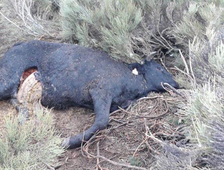 Asaja Ávila. El lobo, acabará con el medio rural si la Junta y los políticos no lo remedian