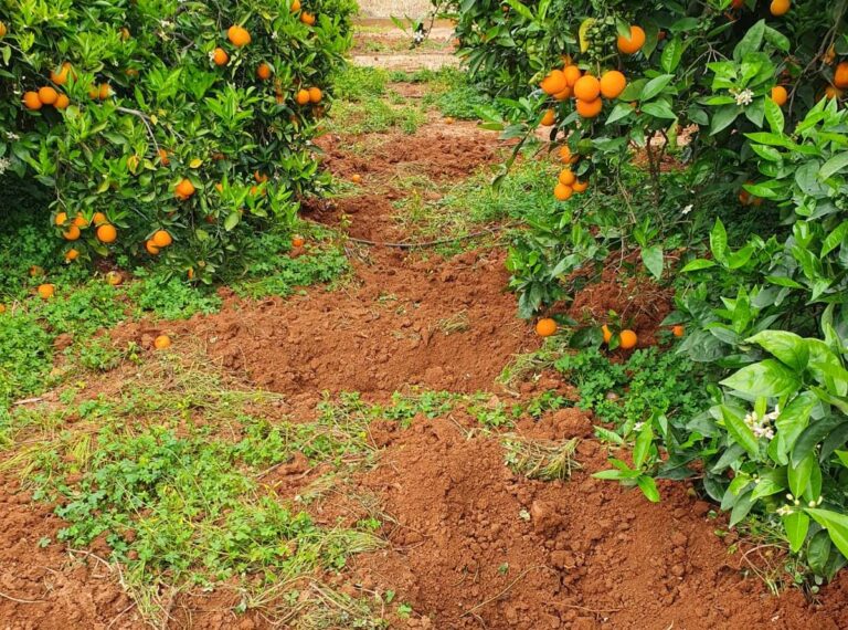 La fauna salvaje acarrea en 2021 unas pérdidas récord de 35 millones a la agricultura Valenciana