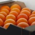 El desastre de la campaña de la naranja causa pérdidas de 91 millones de euros entre los agricultores valencianos
