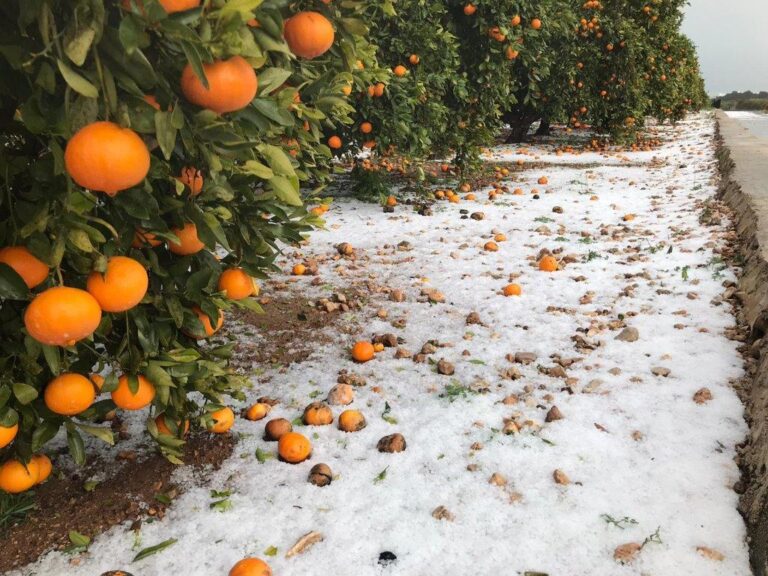Asaja Valencia AVA estima que la borrasca Gloria causa 62,6 millones de pérdidas en el campo valenciano