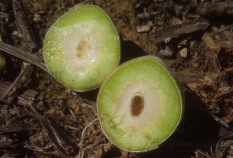 AVA-ASAJA Las heladas causan pérdidas de 35 millones por daños en 7.500 hectáreas de frutas, caqui y cítricos